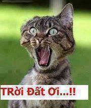 Hình Ảnh Troll FaceBook Hài Bá Đạo Trên Từng Hạt Gạo Hình Ảnh Troll FaceBook Hài Bá Đạo Trên Từng Hạt Gạo
